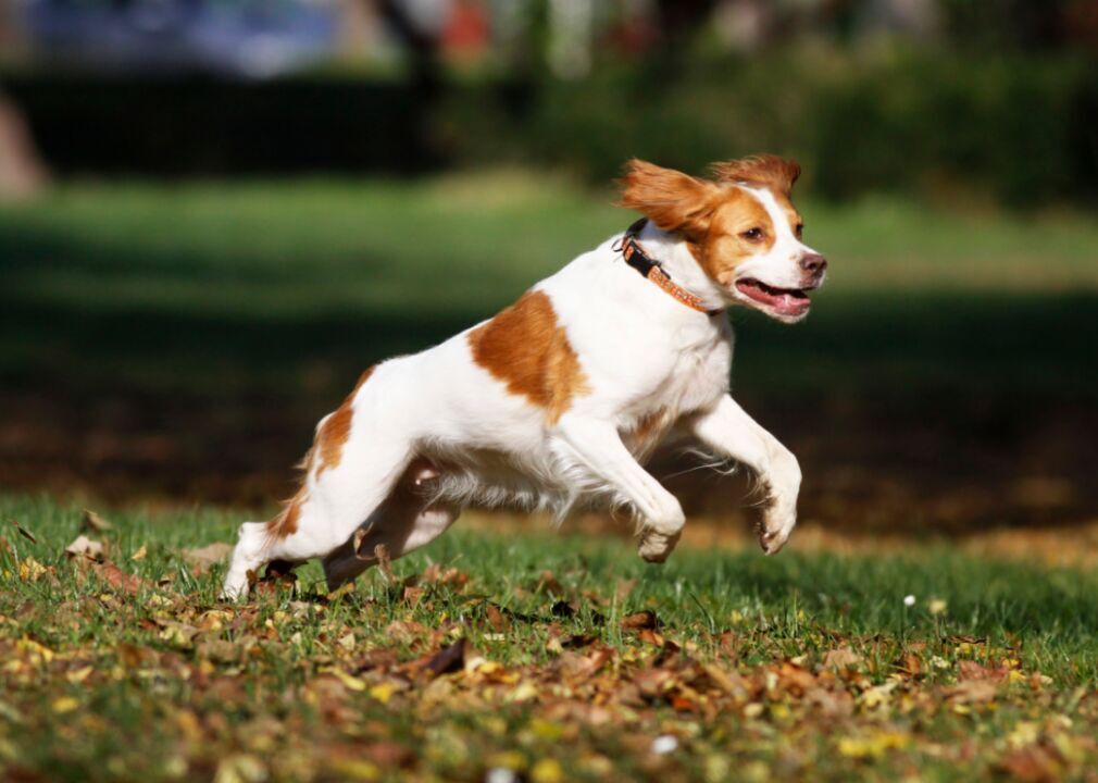 #23. Brittany spaniel